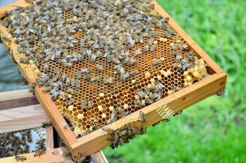 Bienen (Erzbistum, Hammers)
