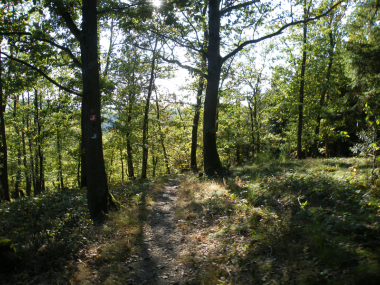 Wald